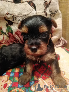 Photo №2 to announcement № 96582 for the sale of beaver yorkshire terrier, yorkshire terrier - buy in Latvia private announcement, breeder