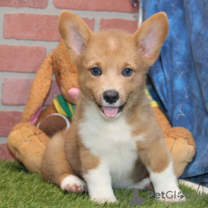 Photo №2 to announcement № 115182 for the sale of welsh corgi - buy in Germany from the shelter, breeder