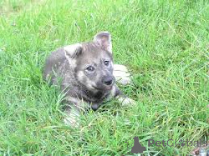 Photo №3. Schwedische Elchhundwelpen zu verkaufen. Netherlands