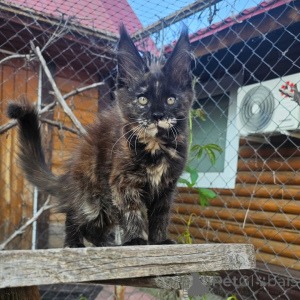 Photo №2 to announcement № 156992 for the sale of maine coon - buy in Germany private announcement