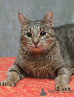 Photo №4. I will sell  in the city of St. Petersburg. private announcement - price - Is free