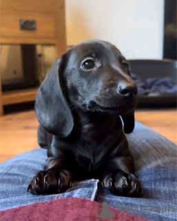 Photo №3. Dachshund Puppies For Sale ( Male And Female ). Spain