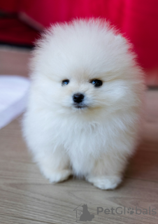 Photo №1. pomeranian - for sale in the city of Stockholm | negotiated | Announcement № 113169