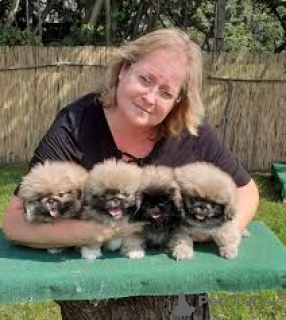Photo №2 to announcement № 136072 for the sale of pekingese - buy in Switzerland 