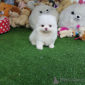 Photo №2 to announcement № 161007 for the sale of pomeranian - buy in Austria 