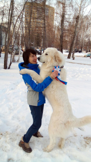 Photo №4. I will sell great pyrenees in the city of Permian. breeder - price - negotiated