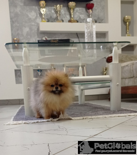 Photo №3. Purebred Pomeranian Female. Serbia