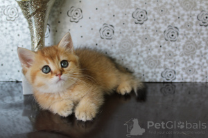 Photo №3. kittens british breed golden shorthair. Turkey
