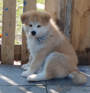 Photo №2 to announcement № 69446 for the sale of akita - buy in Serbia breeder