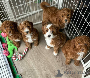Photo №2 to announcement № 138668 for the sale of non-pedigree dogs - buy in Germany breeder