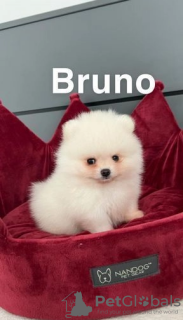 Photo №4. I will sell pomeranian in the city of Borisov.  - price - 260$