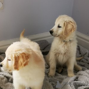 Photo №4. I will sell golden retriever in the city of Sneek. private announcement, from nursery - price - 528$