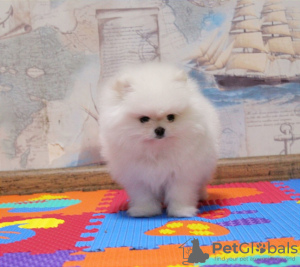 Photo №1. pomeranian - for sale in the city of Kiev | 1600$ | Announcement № 17579