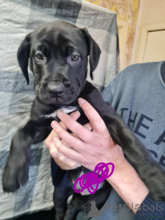 Photo №4. I will sell cane corso in the city of Zweibrücken.  - price - 392$