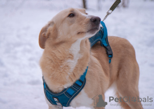 Photo №1. non-pedigree dogs - for sale in the city of Москва | Is free | Announcement № 95620