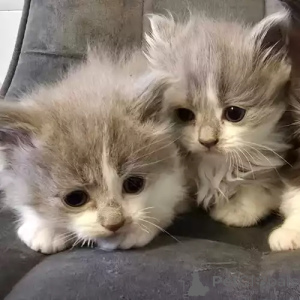 Photo №2 to announcement № 167276 for the sale of ragdoll - buy in Germany private announcement