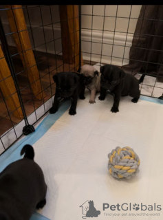 Additional photos: I have both fawn and black pug puppies available both males and females