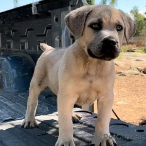 Photo №3. Wunderschöne Bullmastiff-Welpen. Germany