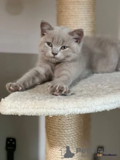 Photo №2 to announcement № 68993 for the sale of british shorthair - buy in Poland 