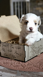 Photo №3. Havanese bison. Serbia