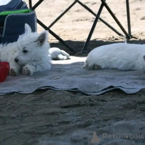 Photo №2 to announcement № 178086 for the sale of west highland white terrier - buy in Germany private announcement