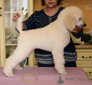 Photo №1. poodle (royal) - for sale in the city of Samara | 391$ | Announcement № 50779