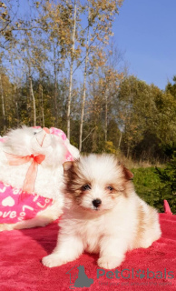 Photo №2 to announcement № 7850 for the sale of non-pedigree dogs - buy in Russian Federation breeder