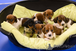 Photo №1. dachshund - for sale in the city of Minsk | negotiated | Announcement № 129005