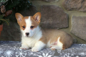 Photo №4. I will sell welsh corgi in the city of Hersonissos.  - price - 412$