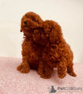 Photo №2 to announcement № 66236 for the sale of poodle (toy) - buy in Germany private announcement, breeder