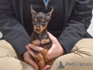 Photo №4. I will sell miniature pinscher in the city of Berlin.  - price - negotiated