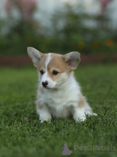 Additional photos: Welsh Corgi Pembroke puppies