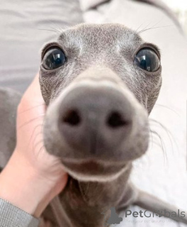 Photo №2 to announcement № 175477 for the sale of italian greyhound - buy in Germany 