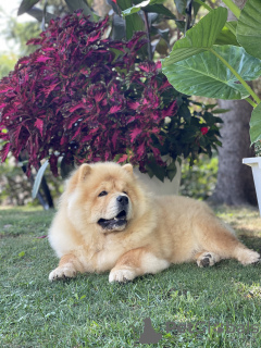 Photo №3. Chow Chow puppies for sale!. Serbia