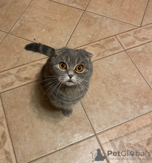 Photo №1. scottish fold - for sale in the city of Zhodino | 99$ | Announcement № 10945