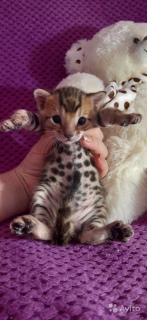 Photo №4. I will sell bengal cat in the city of Voronezh. from nursery - price - 615$