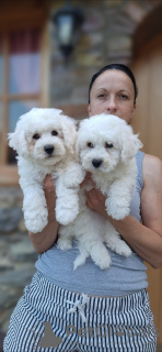 Photo №3. Curly Bichon puppies, beautiful puppies. Serbia