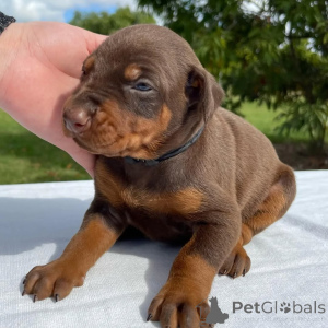 Photo №3. Majestic Doberman Puppies Ready to Steal Your Heart. Business WhatsApp. Lithuania
