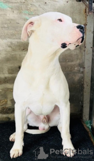 Additional photos: dogo argentino