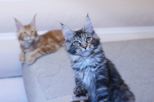 Photo №2 to announcement № 3803 for the sale of maine coon - buy in Russian Federation from nursery, breeder