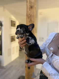 Photo №2 to announcement № 160938 for the sale of french bulldog - buy in Austria private announcement