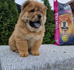 Additional photos: Chow Chow puppies