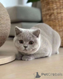 Photo №2 to announcement № 155687 for the sale of british shorthair - buy in Luxembourg private announcement