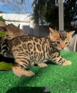 Photo №1. bengal cat - for sale in the city of ANSUBRG | negotiated | Announcement № 160268