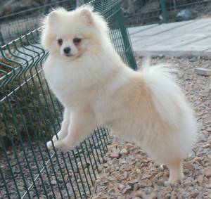 Photo №2 to announcement № 2474 for the sale of pomeranian - buy in Russian Federation from nursery