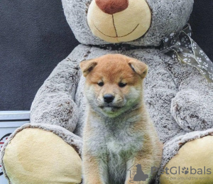 Additional photos: Shiba Inu puppies