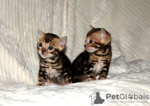 Photo №1. bengal cat - for sale in the city of Woltersdorf | 300$ | Announcement № 107896