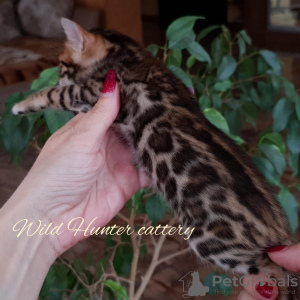 Photo №1. bengal cat - for sale in the city of Москва | 800$ | Announcement № 9793