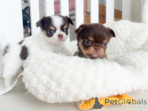 Photo №1. chihuahua - for sale in the city of Hannover | negotiated | Announcement № 164721