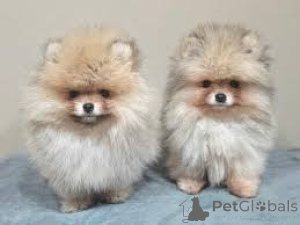 Photo №2 to announcement № 166591 for the sale of pomeranian - buy in Belgium private announcement, breeder
